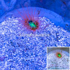 Tube Anemone, Pink with Neon Green Center (click for more detail)