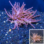 Tree Coral Indonesia (click for more detail)