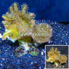 Devil's Hand Leather Coral Indonesia (click for more detail)