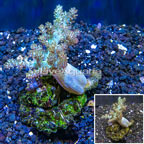 Pineapple Tree Coral Indonesia (click for more detail)