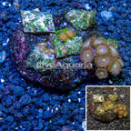 Zoanthus Coral Indonesia (click for more detail)