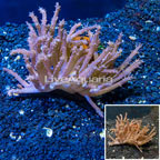 Tree Coral Indonesia (click for more detail)