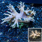 Sinularia Leather Coral Vietnam (click for more detail)