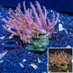 Tree Coral Indonesia (click for more detail)