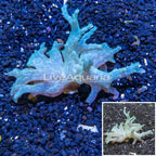 Sinularia Leather Coral Vietnam (click for more detail)