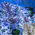 Purple Sea Whip  (click for more detail)