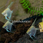 Gold Angelfish, Trio (click for more detail)