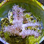 Paralemnalia Leather Coral Indonesia (click for more detail)