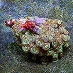 Ultra Green Galaxy Colony Polyp Rock Zoanthus Indonesia IM (click for more detail)