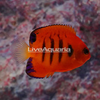 Flame Angelfish  (click for more detail)