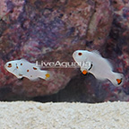 Platinum Storm Clownfish (Bonded Pair) (click for more detail)