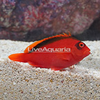 Flame Hawkfish  (click for more detail)