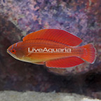 Eight Line Flasher Wrasse Terminal Phase Male (click for more detail)
