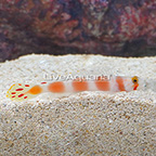 Pink Bar Goby  (click for more detail)