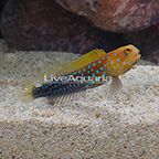 Blue Spotted Jawfish (click for more detail)