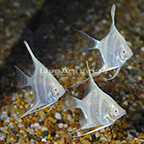 Albino Dantum Angelfish (Group of 3) (click for more detail)