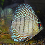 Red Pearl Discus (click for more detail)