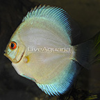 Blue Diamond Discus (click for more detail)