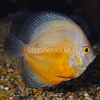 Orange and Gold Discus (click for more detail)
