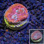 LiveAquaria® Cultured Ultra Chalice Coral (click for more detail)