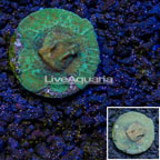 USA Cultured Green Leptoseris Coral (click for more detail)