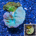 Cabbage Leather Coral Indonesia (click for more detail)
