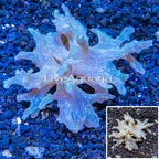 Sinularia Leather Coral Vietnam (click for more detail)