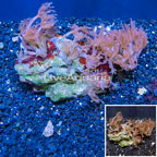 Waving Hand Coral Vietnam (click for more detail)
