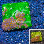 Zoanthus Coral Australia (click for more detail)