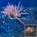 Tree Coral Indonesia (click for more detail)