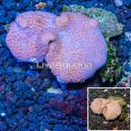 Toadstool Leather Mushroom Coral Vietnam (click for more detail)