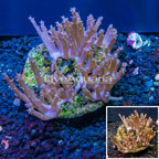 Tree Coral Indonesia (click for more detail)