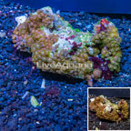 Zoanthus Coral Vietnam (click for more detail)