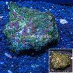 Zoanthus Coral Vietnam (click for more detail)