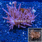  Tree Coral Indonesia (click for more detail)