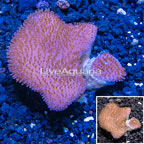 Toadstool Leather Coral Vietnam (click for more detail)