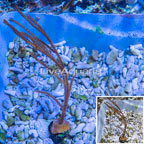 Rusty Gorgonian (click for more detail)