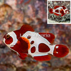 Peacekeeper Maroon Clownfish (click for more detail)