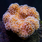 Aussie Toadstool Mushroom Leather Coral (click for more detail)