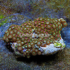 Green Eye and Wham'n Watermelon Colony Polyp Rock Zoanthus Indonesia IM (click for more detail)