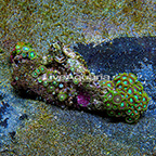 Radioactive Dragon Eye and Green Bay Packers Colony Polyp Rock Zoanthus Indonesia IM (click for more detail)