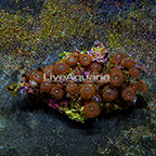 Red People Eater Colony Polyp Rock Zoanthus Indonesia IM (click for more detail)