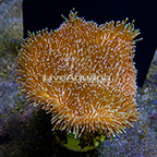 Toadstool Mushroom Leather Coral Indonesia (click for more detail)