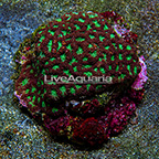 Favites Brain Coral Indonesia (click for more detail)