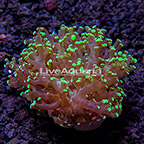 LiveAquaria® Frogspawn Coral (click for more detail)