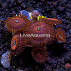 LiveAquaria® Hallacious Zoanthus IM (click for more detail)