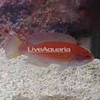Eight Line Flasher Wrasse Initial Phase [Blemish] (click for more detail)
