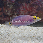 Mystery Wrasse  (click for more detail)