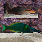 Green Bird Wrasse (Pair) (click for more detail)
