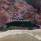 Green Bird Wrasse Terminal Phase Male (click for more detail)